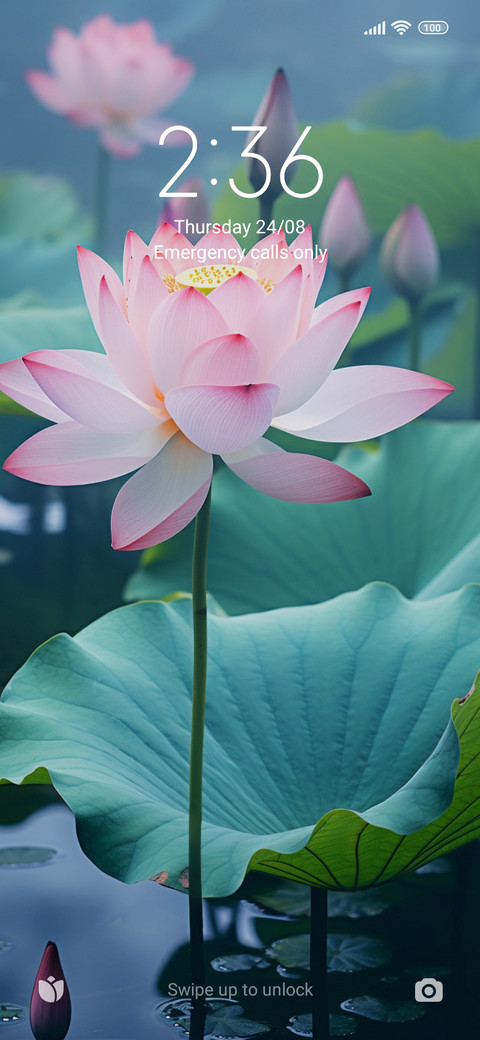 Lotus preview