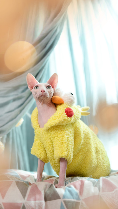 Little alien cat hairless cat comes too 1 preview