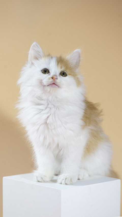 A Cute Cat Indoors preview