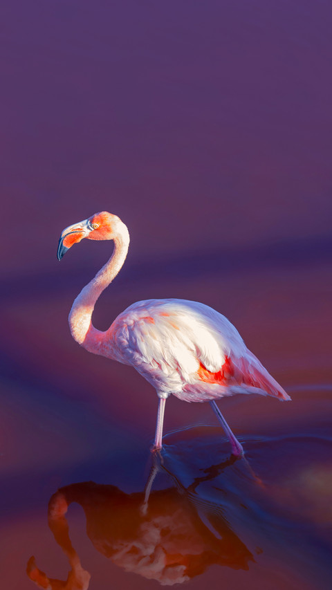 Flamingo with reflection in lagoon in Galapagos Islands preview