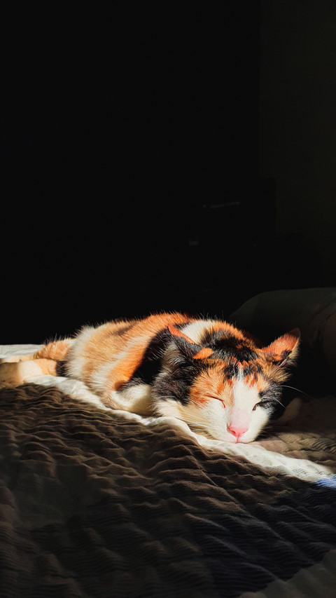 Tricolor cat sleeping in sunlight preview