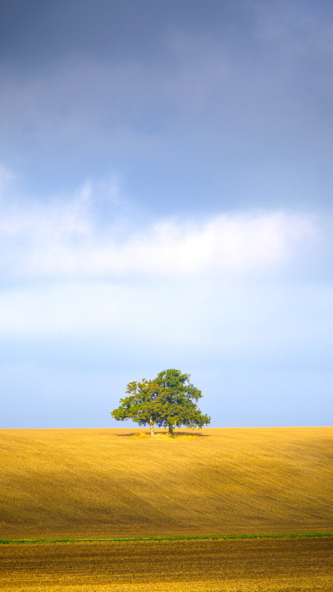 A single tree stands on top of a sloping hillside preview