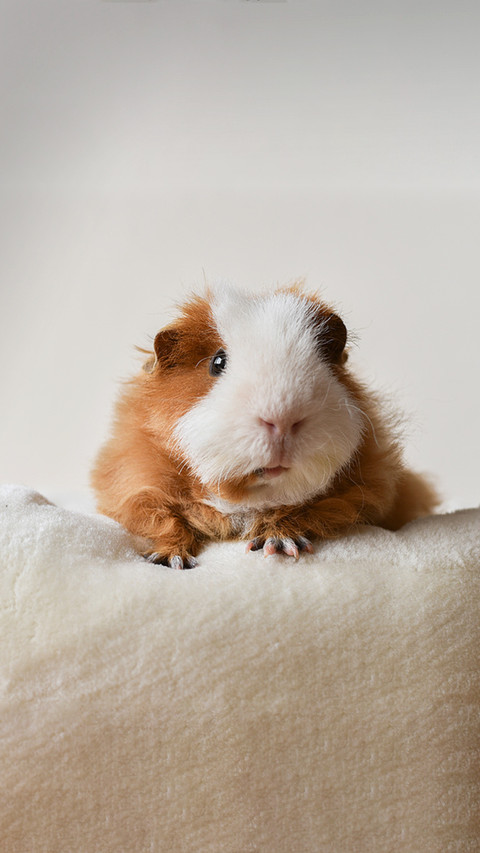 Dutch pigs are not pigs preview