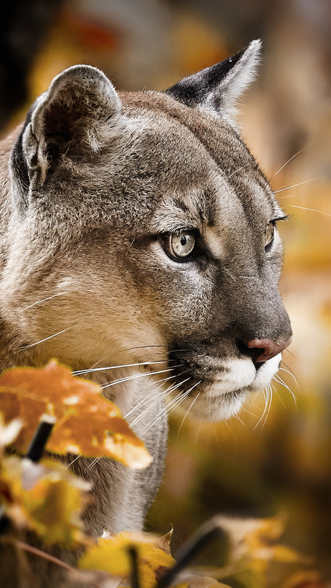 Beautiful Puma in Autumn Forest preview