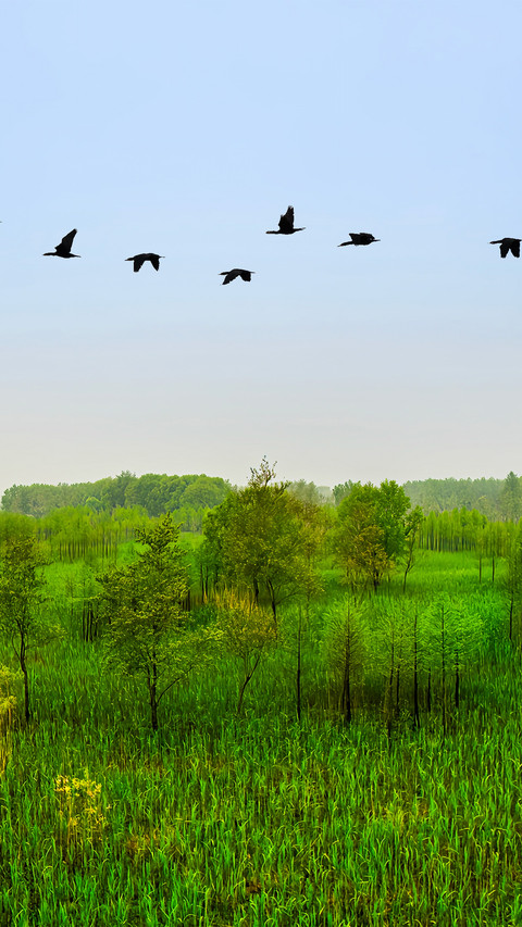 The grass is green and flocks of birds are flying preview