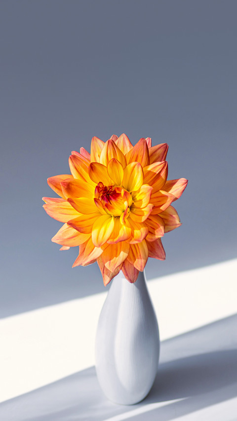 Orange flower in a white vase. Minimalistic composition preview