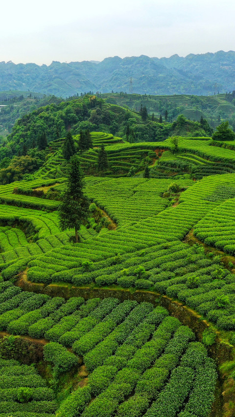Tea ridges encircle the green mountains preview