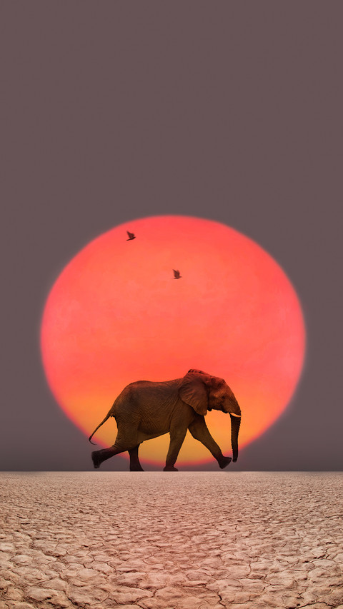 Why do elephants migrate abnormally 26 preview