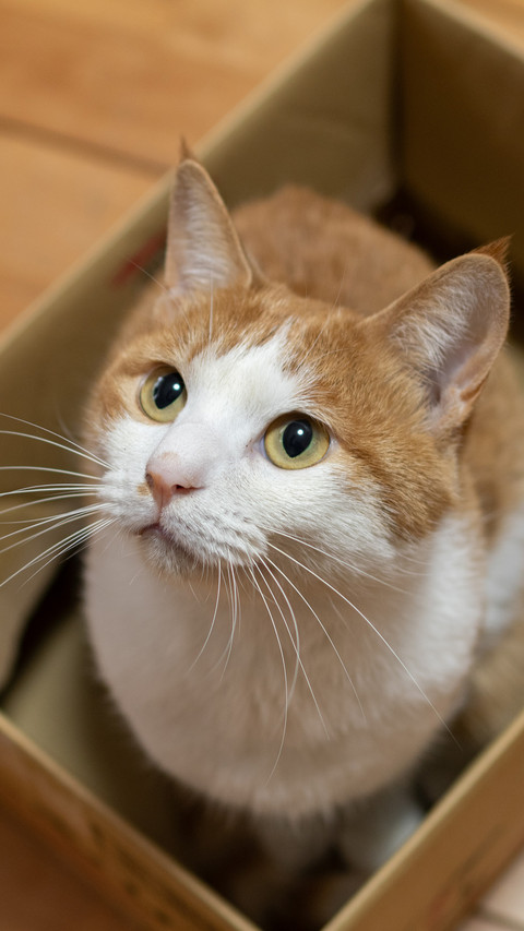 The cat in the cardboard box preview