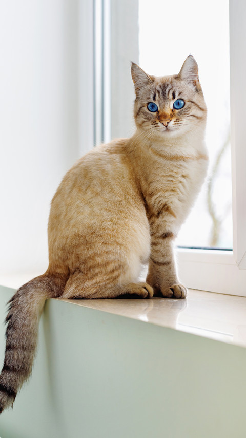 猫咪的底线你别踩 preview