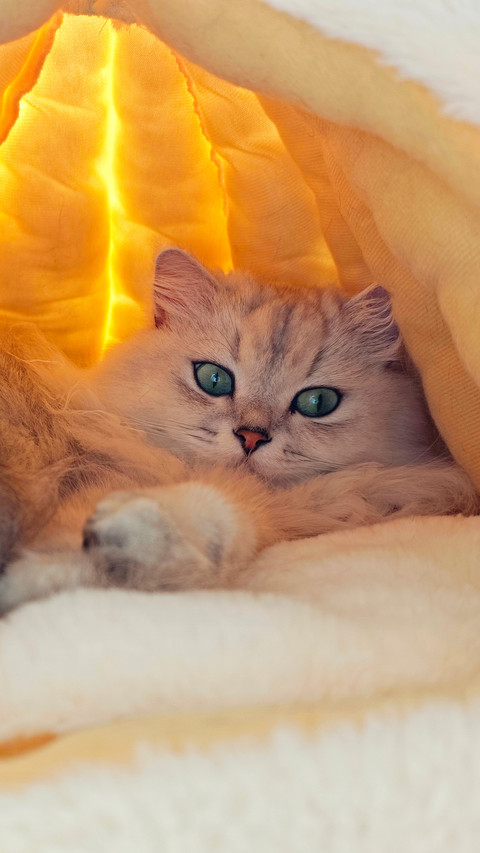 Relax and rest in the cat bed preview