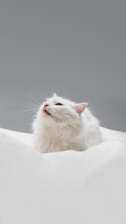 Furry white cat on soft blanket isolated on grey preview
