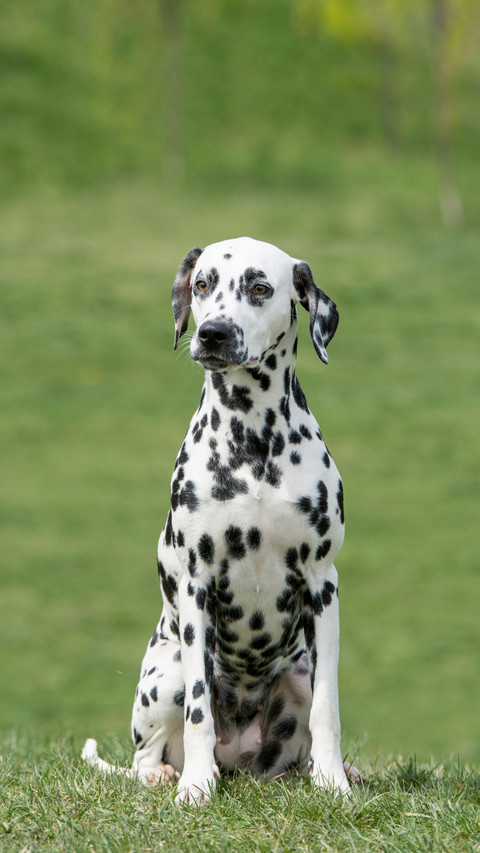 Dog126 preview