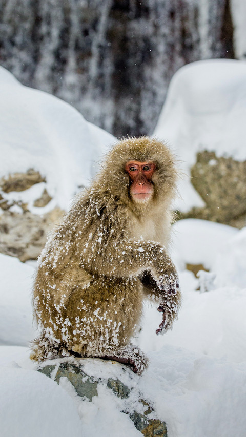 A Monkey is Sitting on The Snow preview