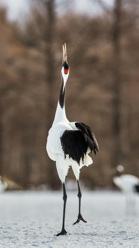 Red-crowned Cranes Dancing in The Snow preview