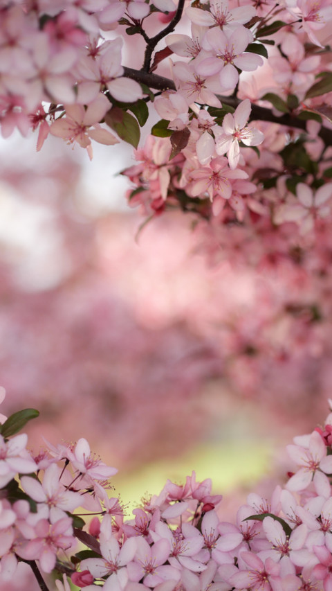 Spring (19) preview