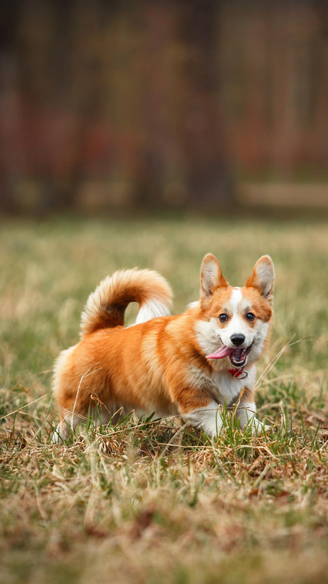 Dog36 preview