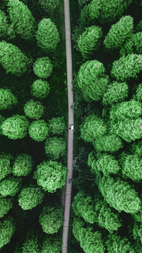5997 million mu of afforestation has been completed preview