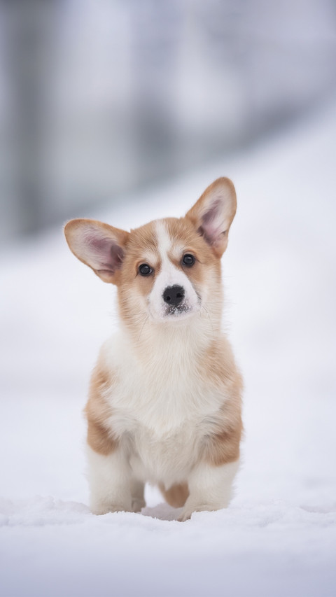 Red and White Welsh Corgi Pembroke Puppy Sitting on Snow preview