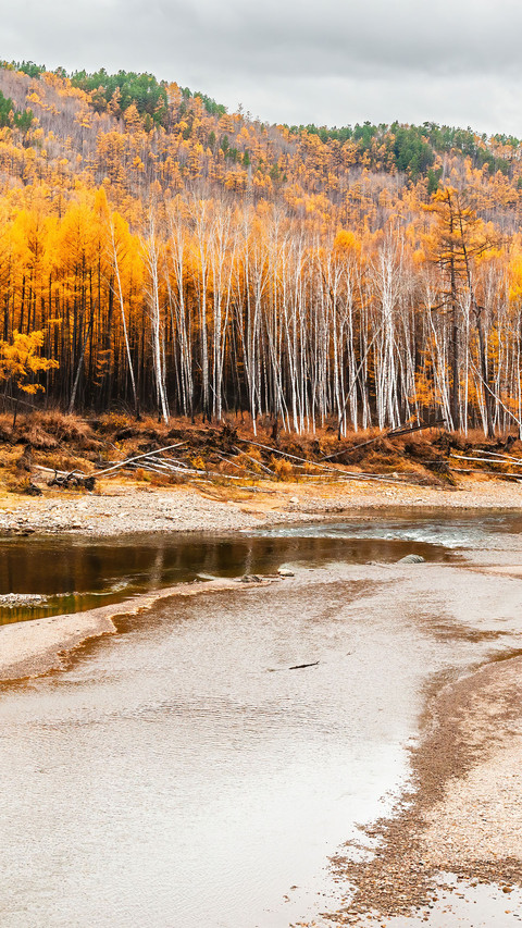 Hulun buir birch forest preview