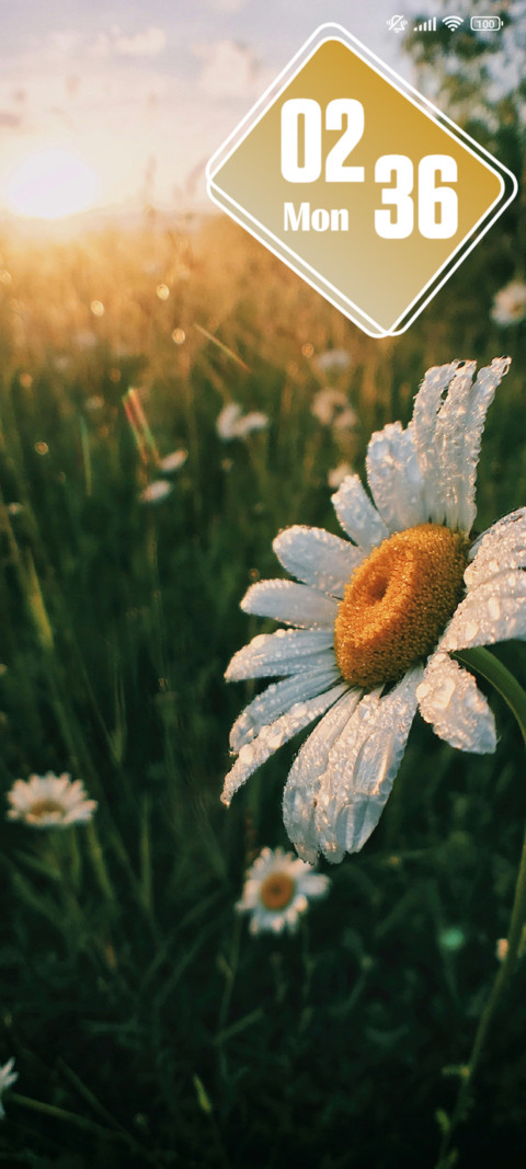 Daisy preview