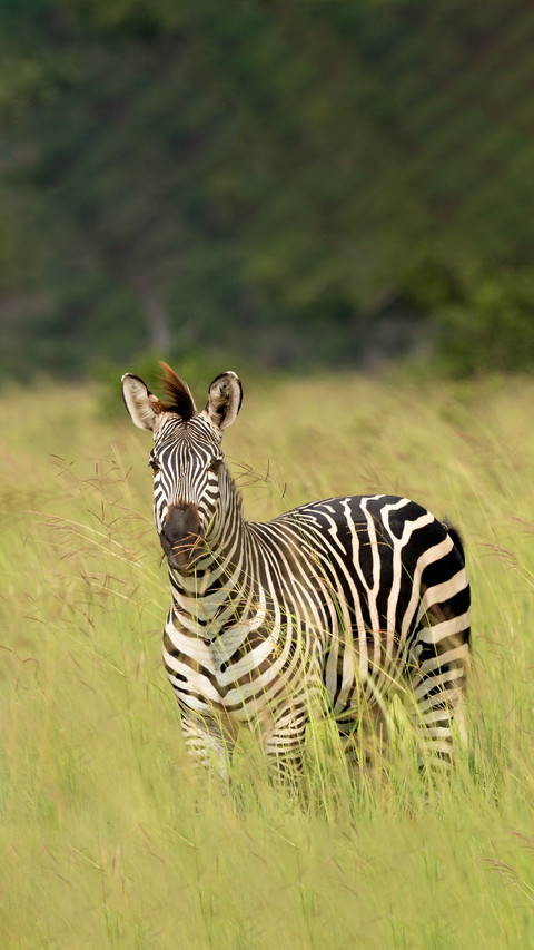 The mystery of zebras black and white preview