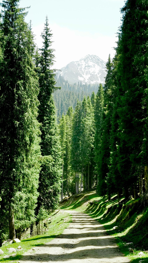 The forests along the way preview
