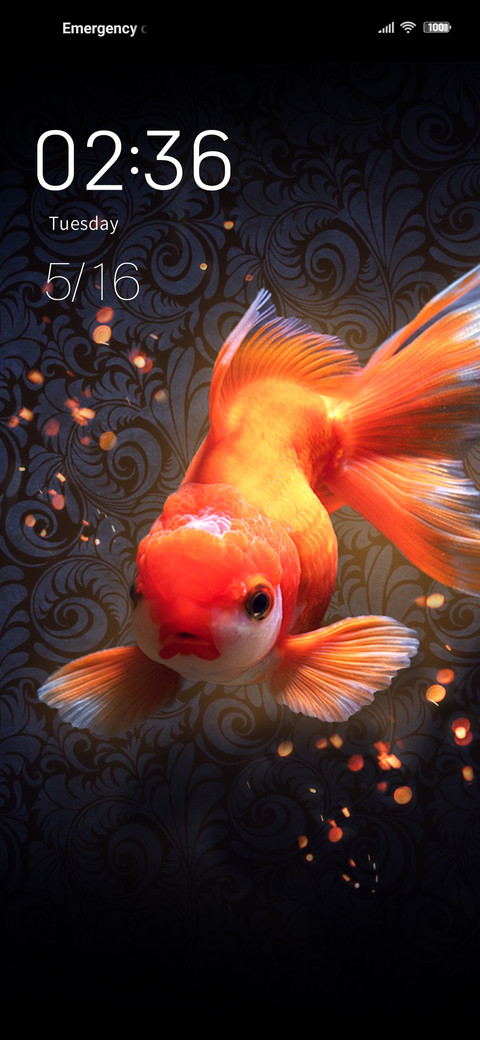 Koi carp preview