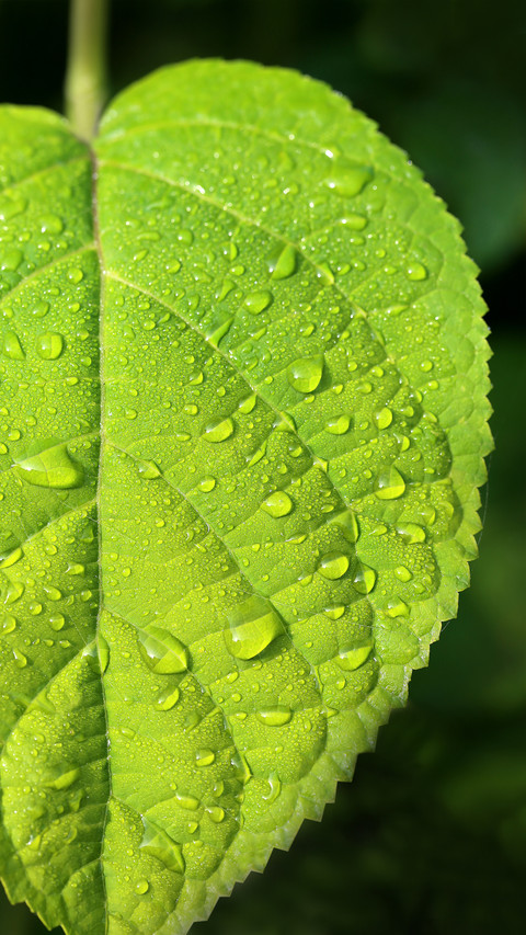 Good rain knows the season preview