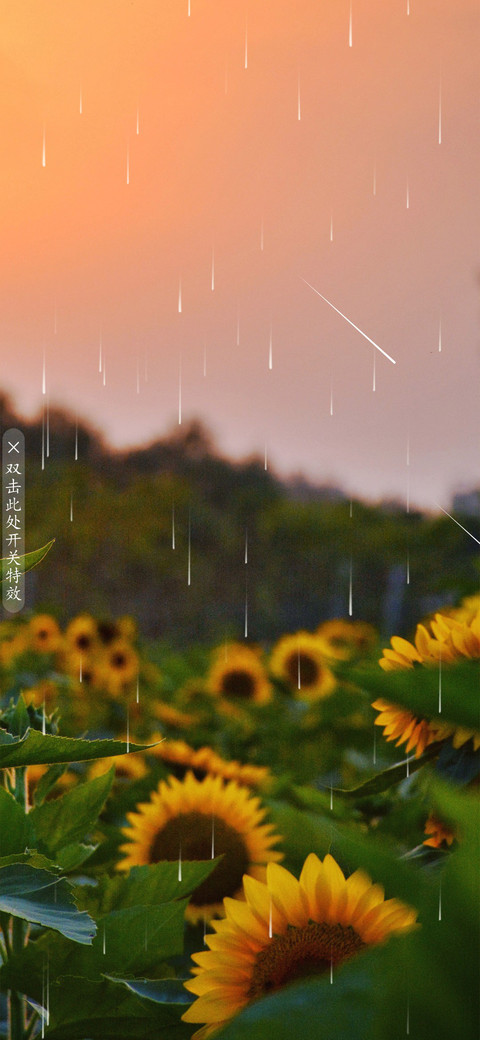 向阳花开 preview