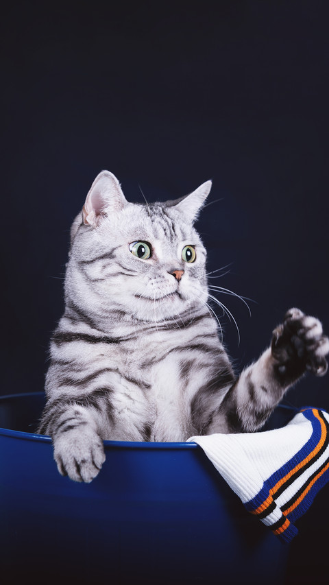 A cat is a cat in its nest preview