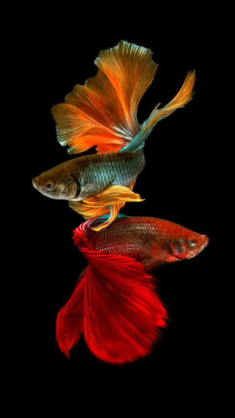 How to disinfect the fish tank 0 preview