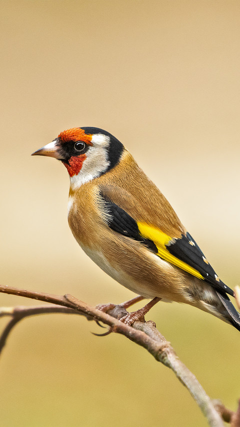 The goldfinch is resting preview