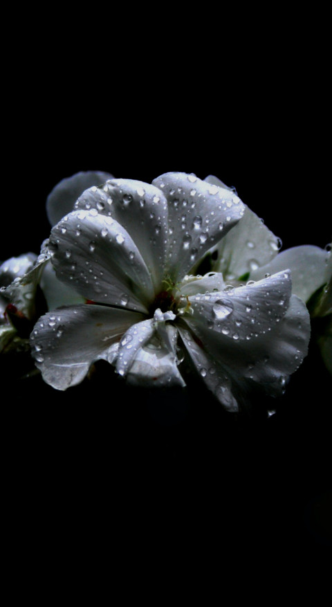 Floral B1 (3) preview