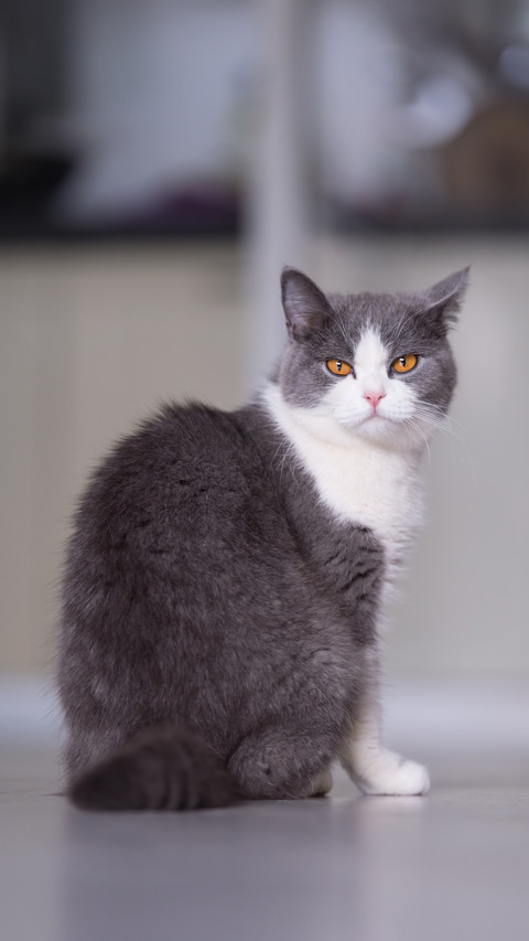 Is Essential Oil Harmful to Cats 7 preview