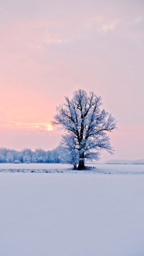Lonely tree in a snowy field at sunrise preview