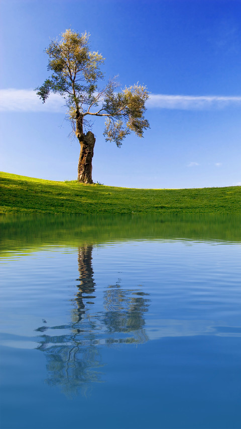 Green tree and blue sky preview