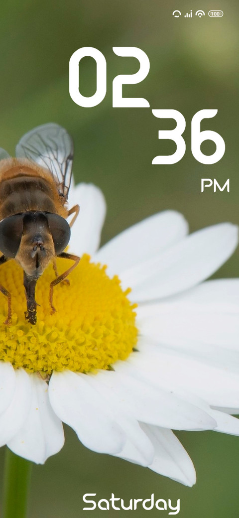 Insect preview