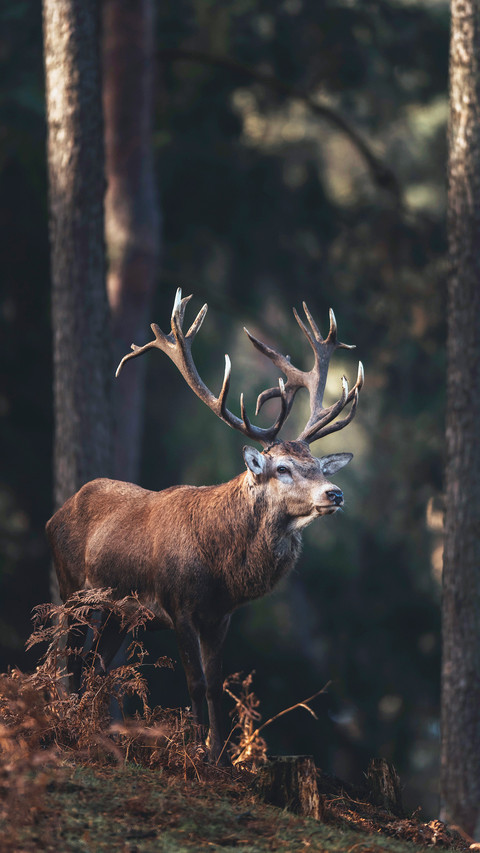 wild animal-11 preview