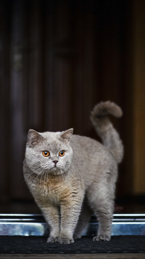 Cute Cat at Door preview