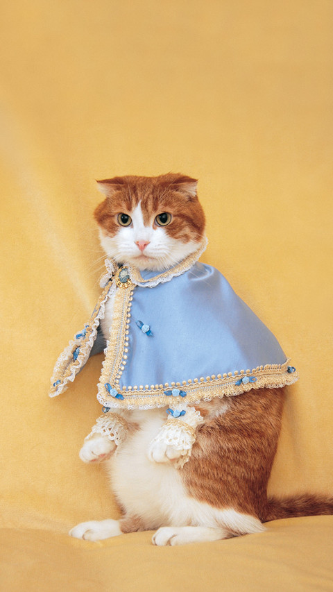 猫咪时尚定制服超有爱 preview