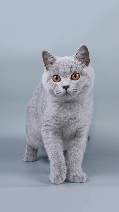 英短蓝猫凭啥受人喜爱 preview