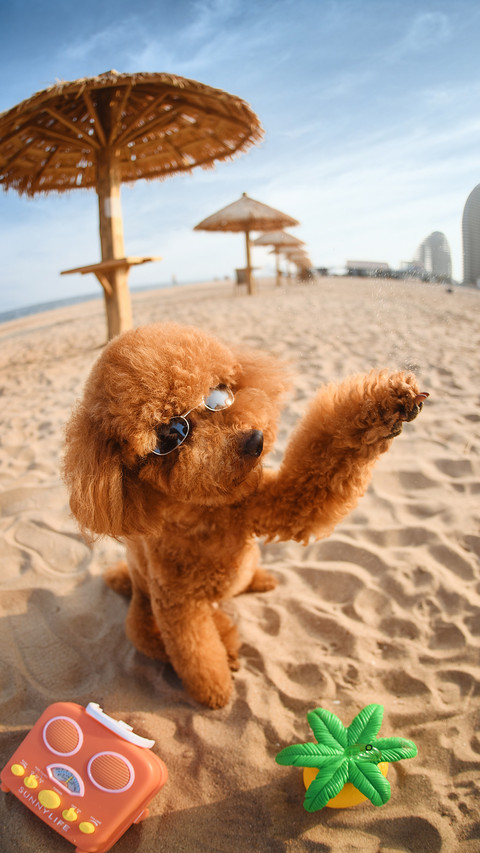 How to Care for Dog Paws 8 preview
