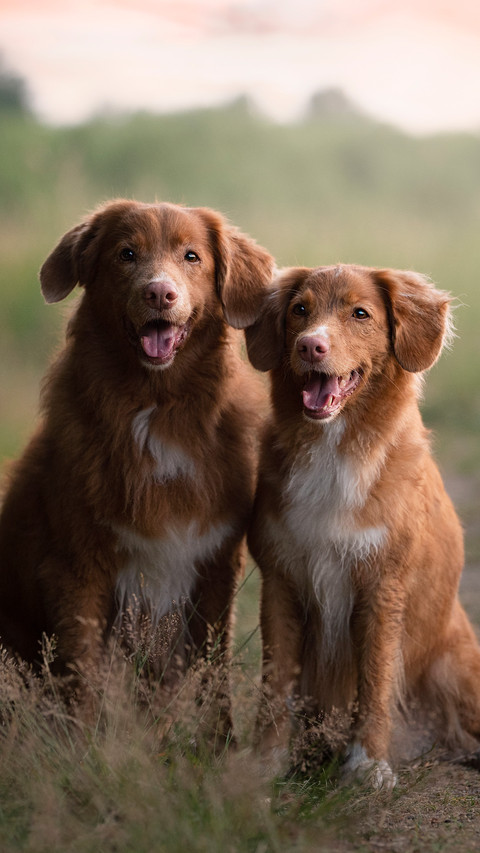 The dog in the field preview
