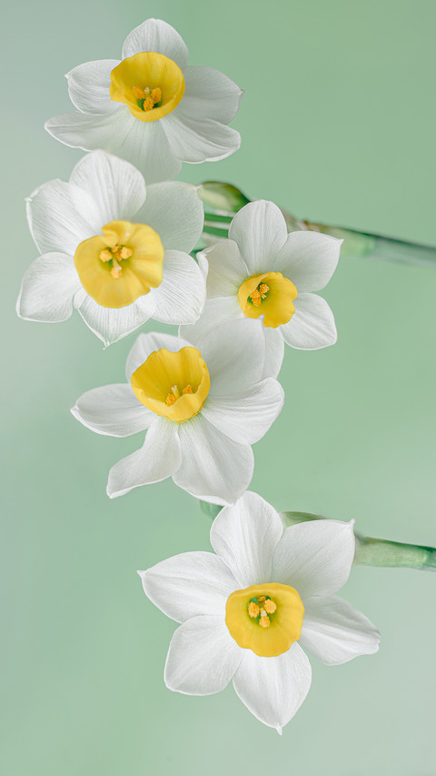 Daffodil blue background preview