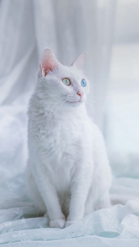 A Lovely White Cat