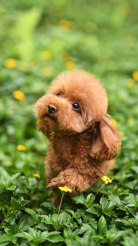 Dogs can close to th preview