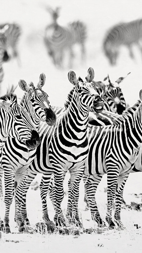 Chawodon National Park black-and-white zebras all preview