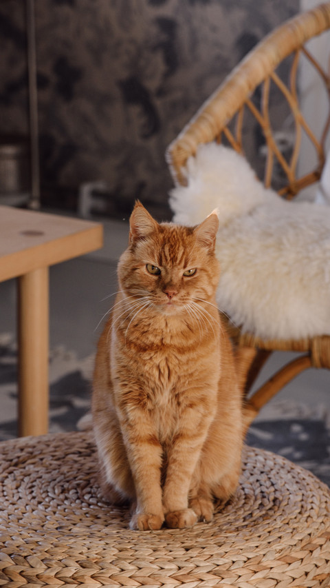 How to save furniture under cats paws 14 preview