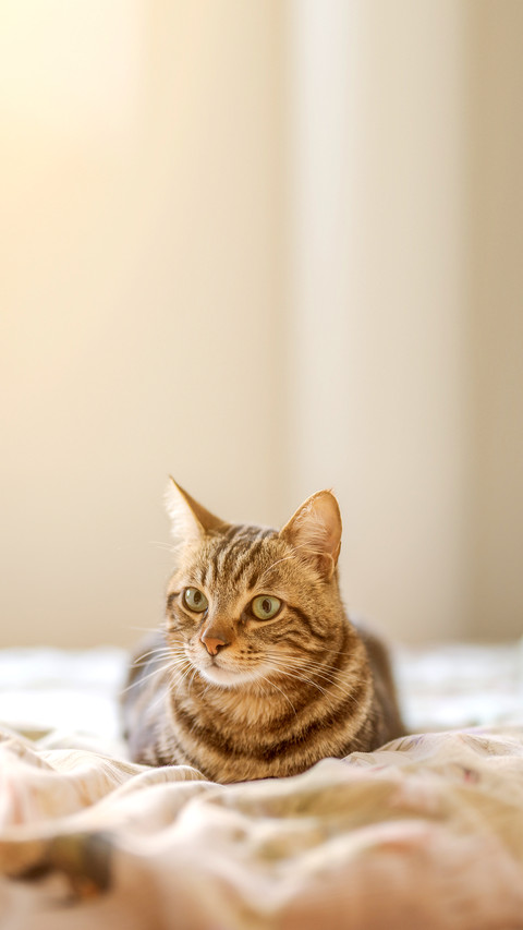 Beautiful short hair cat lying on the bed at home preview